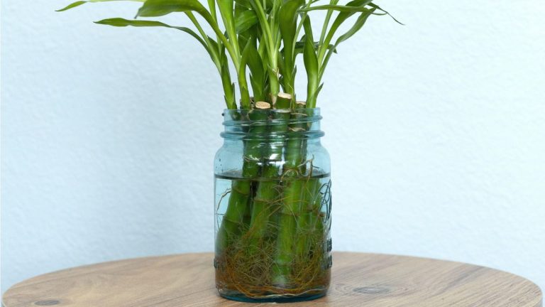 Comment faire pousser du bambou à partir de boutures dans l’eau – 3 étapes simples avec des conseils d’experts pour réussir Comment faire pousser du bambou à partir de boutures dans l’eau – 3 étapes simples avec des conseils d’experts pour réussir