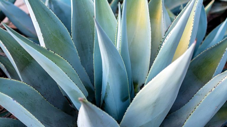 Les meilleurs agaves – 10 variétés qui apporteront une touche spectaculaire à votre jardin Les meilleurs agaves – 10 variétés qui apporteront une touche spectaculaire à votre jardin