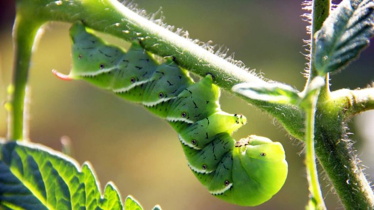 Comment identifier les vers de la tomate et se débarrasser de ces gros parasites très destructeurs Comment identifier les vers de la tomate et se débarrasser de ces gros parasites très destructeurs