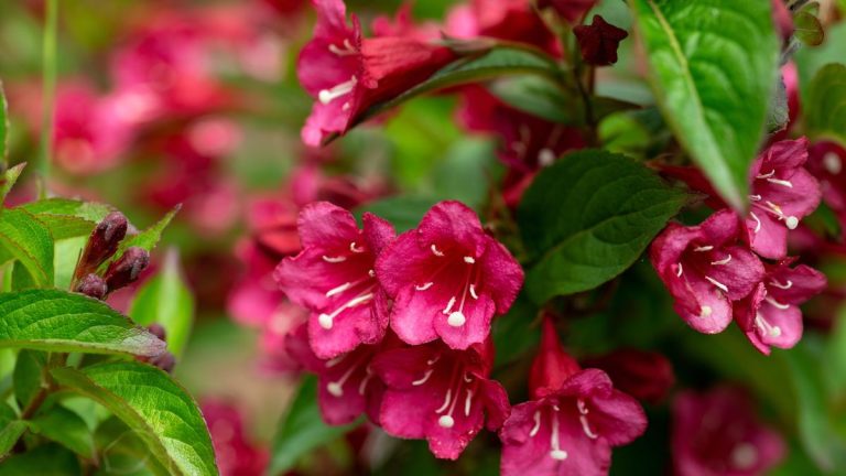 Vous recherchez des arbustes en pot à longue floraison et nécessitant peu d’entretien ? Les weigelas sont des plantes en pot spectaculaires à cultiver cette année Vous recherchez des arbustes en pot à longue floraison et nécessitant peu d'entretien ? Les weigelas sont des plantes en pot spectaculaires à cultiver cette année