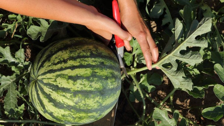 Comment tailler les plants de pastèque – une solution idéale pour cultiver cette plante dans de petits espaces Comment tailler les plants de pastèque – une solution idéale pour cultiver cette plante dans de petits espaces