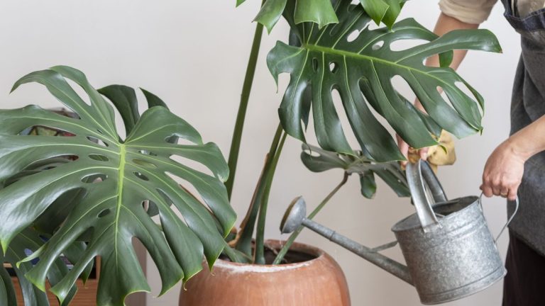 Il est maintenant temps de fertiliser votre monstera pour une jungle intérieure luxuriante – des experts en plantes expliquent comment donner un coup de pouce à cette plante d’intérieur Il est maintenant temps de fertiliser votre monstera pour une jungle intérieure luxuriante – des experts en plantes expliquent comment donner un coup de pouce à cette plante d’intérieur
