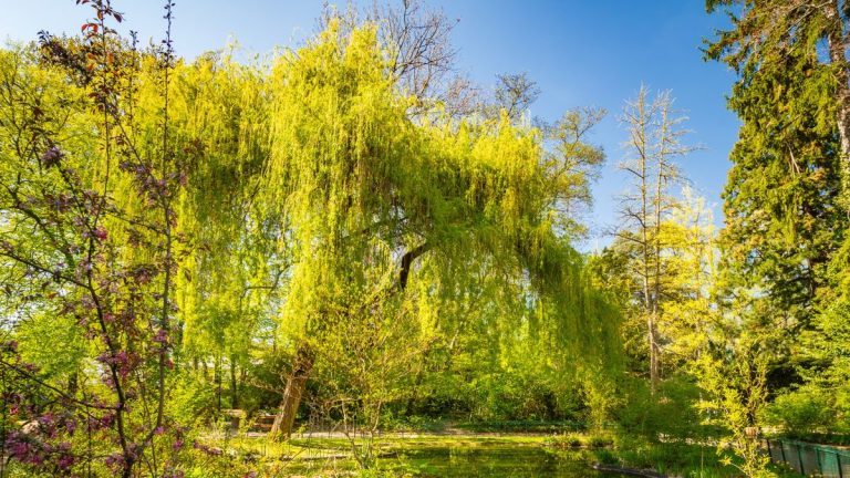 Arbres à ne jamais planter dans une petite cour avant – 7 variétés à éviter dans les espaces restreints Arbres à ne jamais planter dans une petite cour avant – 7 variétés à éviter dans les espaces restreints