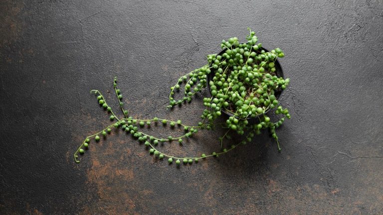 Pourquoi mon collier de perles se dessèche-t-il ? Voici les causes courantes, ainsi que des conseils d’experts pour redonner vie à cette plante d’intérieur rampante Pourquoi mon collier de perles se dessèche-t-il ? Voici les causes courantes, ainsi que des conseils d'experts pour redonner vie à cette plante d'intérieur rampante