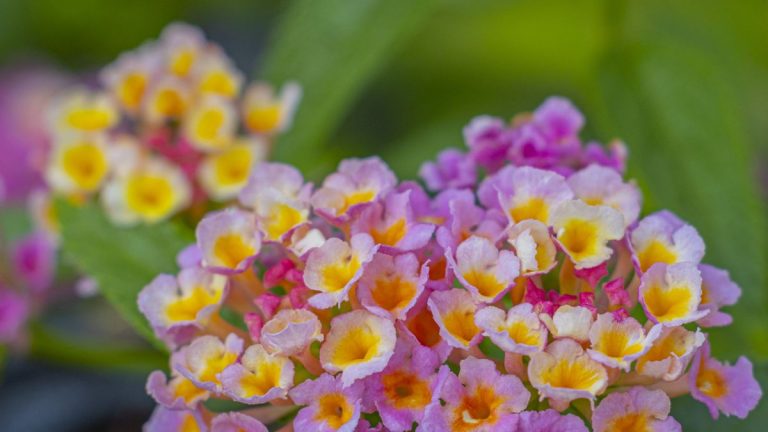 Comment fertiliser le lantana – pour des fleurs arc-en-ciel qui durent longtemps Comment fertiliser le lantana – pour des fleurs arc-en-ciel qui durent longtemps