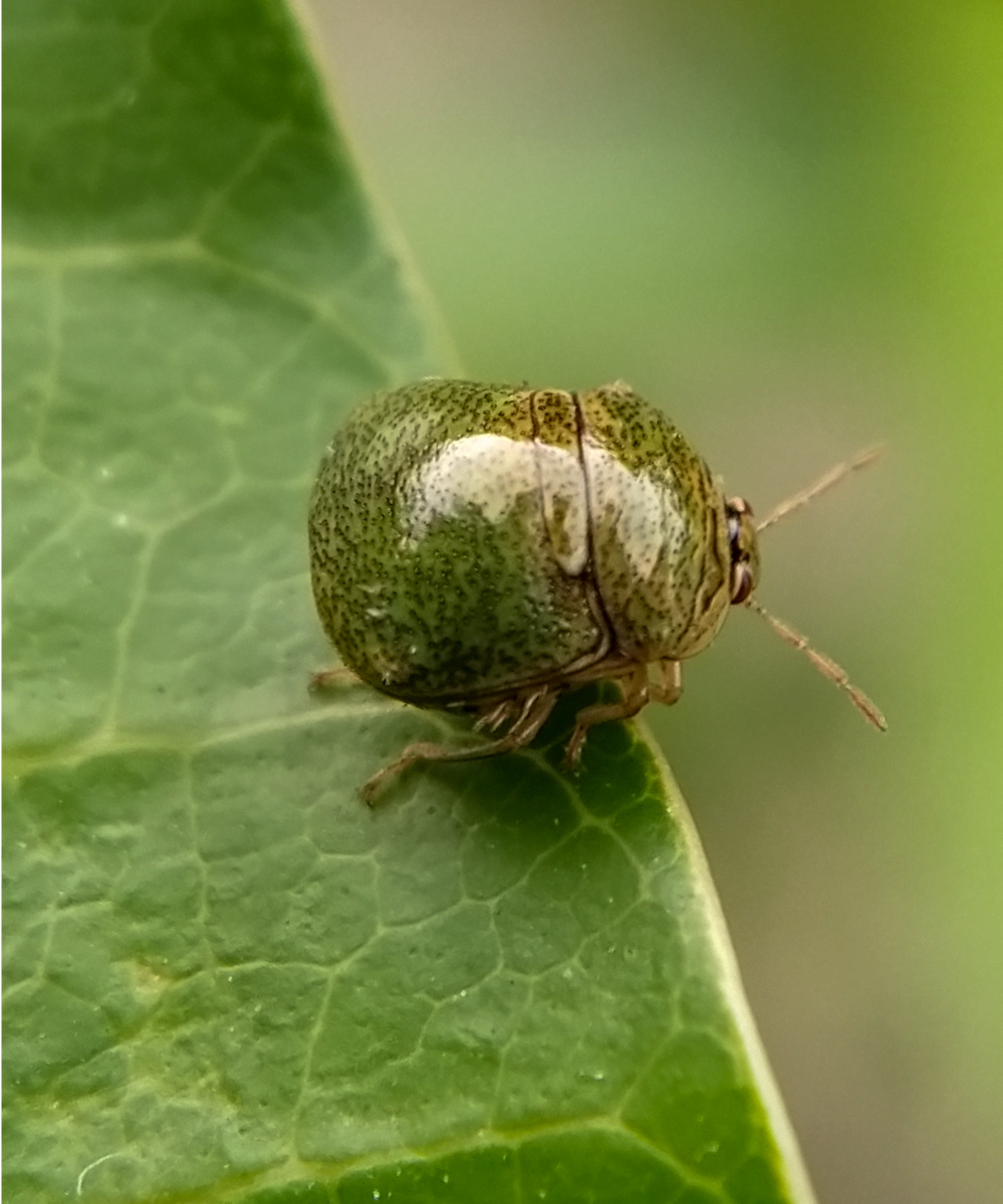 Comment se débarrasser des punaises du kudzu – les experts partagent ...