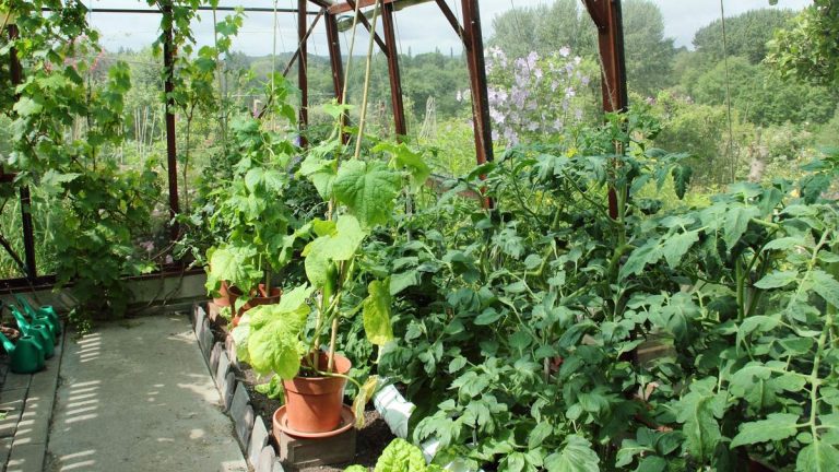 Pourquoi l’amortissement d’une serre est le moyen le plus simple et le plus économique de réduire les températures pour éviter d’endommager les plantes Pourquoi l'amortissement d'une serre est le moyen le plus simple et le plus économique de réduire les températures pour éviter d'endommager les plantes