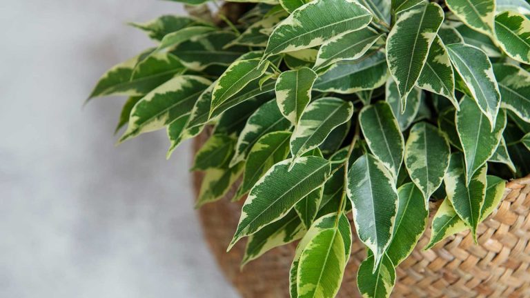 Guide d’entretien du figuier pleureur – les experts partagent leurs meilleurs conseils pour ces petits arbres Guide d’entretien du figuier pleureur – les experts partagent leurs meilleurs conseils pour ces petits arbres