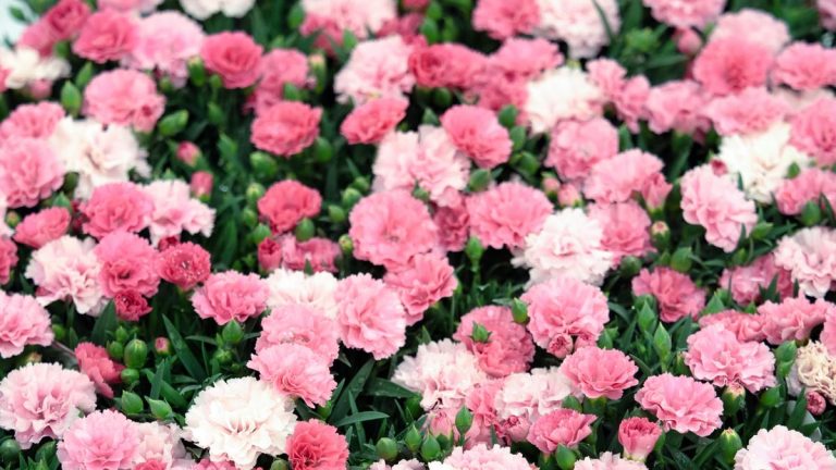 Vous cherchez une plante de jardin colorée que les pollinisateurs adorent ? Les fleurs de Dianthus sont un succès estival assuré Vous cherchez une plante de jardin colorée que les pollinisateurs adorent ? Les fleurs de Dianthus sont un succès estival assuré