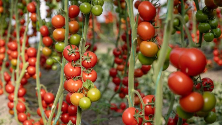 Comment augmenter le rendement des tomates – 10 méthodes fiables et efficaces pour booster vos récoltes Comment augmenter le rendement des tomates – 10 méthodes fiables et efficaces pour booster vos récoltes