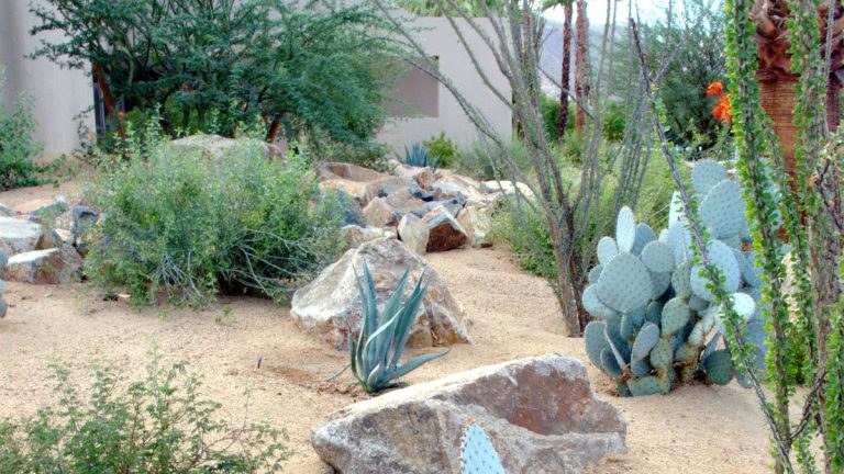 7 erreurs de xériscaping à éviter pour rendre votre jardin résistant à la sécheresse 7 erreurs de xériscaping à éviter pour rendre votre jardin résistant à la sécheresse