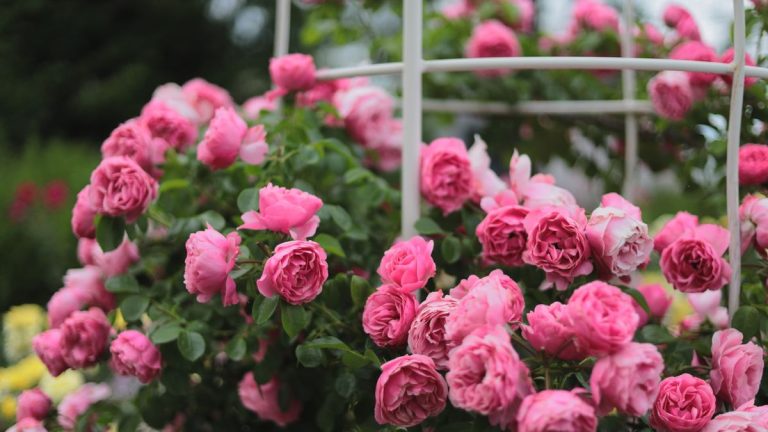 Les rosiers Floribunda sont les meilleurs amis du jardinier – 3 conseils d’experts pour cultiver ces rosiers robustes et résistants Les rosiers Floribunda sont les meilleurs amis du jardinier – 3 conseils d’experts pour cultiver ces rosiers robustes et résistants