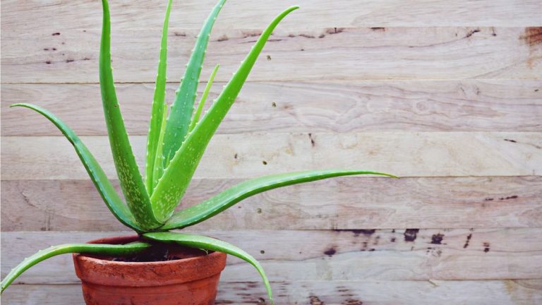 Comment propager l’aloe vera – conseils d’experts pour cultiver gratuitement davantage de cette plante d’intérieur médicinale Comment propager l’aloe vera – conseils d’experts pour cultiver gratuitement davantage de cette plante d’intérieur médicinale