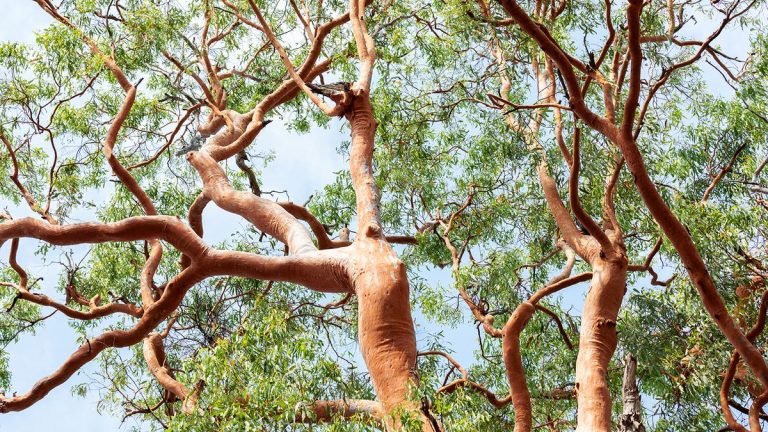 Arbres à ne jamais planter dans un petit jardin – 7 variétés qui envahiront un espace limité Arbres à ne jamais planter dans un petit jardin – 7 variétés qui envahiront un espace limité