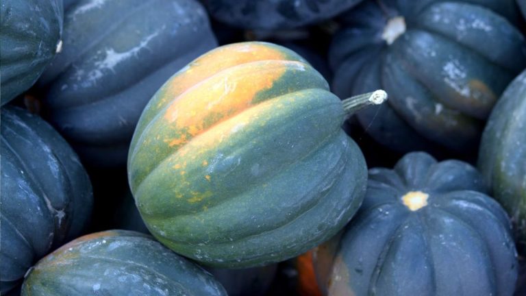Quand récolter les courges poivrées – les 3 signes vitaux d’un fruit bien mûr Quand récolter les courges poivrées – les 3 signes vitaux d’un fruit bien mûr