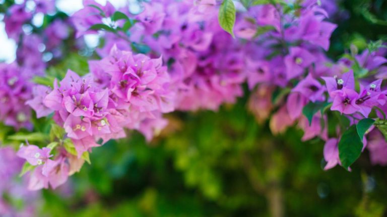 Vous recherchez des plantes grimpantes tropicales et spectaculaires à cultiver en pot ? Le bougainvillier ajoutera une couleur vive à vos pots Vous recherchez des plantes grimpantes tropicales et spectaculaires à cultiver en pot ? Le bougainvillier ajoutera une couleur vive à vos pots