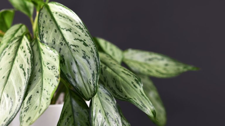 Pourquoi les feuilles de mon conifère chinois jaunissent-elles ? Les experts révèlent pourquoi cette plante d’intérieur tropicale pourrait ne pas être heureuse Pourquoi les feuilles de mon conifère chinois jaunissent-elles ? Les experts révèlent pourquoi cette plante d'intérieur tropicale pourrait ne pas être heureuse