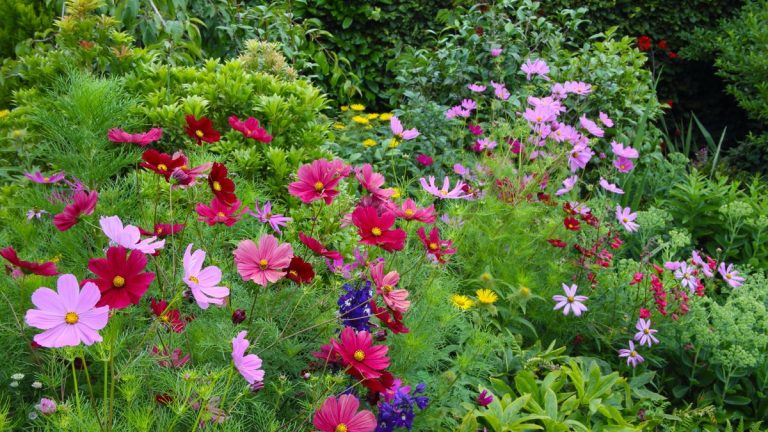 Voici les secrets de la réussite du cosmos – découvrez trois moyens essentiels pour garantir la floraison des fleurs jusqu’aux premières gelées Voici les secrets de la réussite du cosmos – découvrez trois moyens essentiels pour garantir la floraison des fleurs jusqu’aux premières gelées