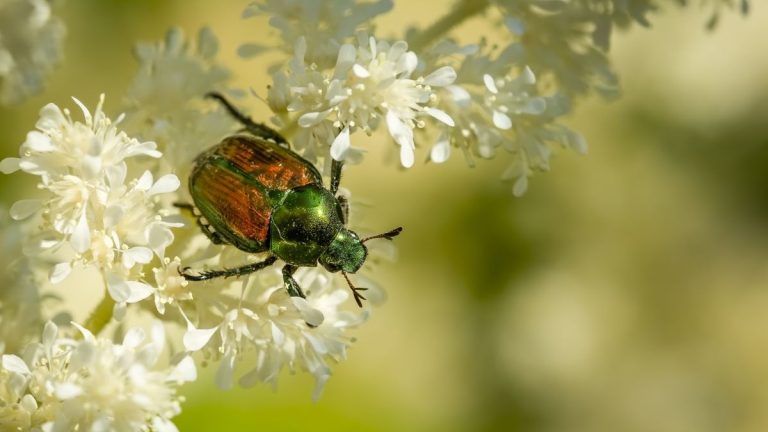Les meilleures plantes répulsives contre les scarabées japonais – 7 plantes à cultiver pour éloigner ces nuisibles destructeurs Les meilleures plantes répulsives contre les scarabées japonais – 7 plantes à cultiver pour éloigner ces nuisibles destructeurs