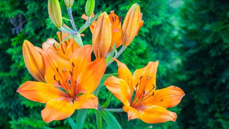 Faut-il couper les fleurs fanées des lys ? Conseils d’expert d’un jardinier professionnel Faut-il couper les fleurs fanées des lys ? Conseils d'expert d'un jardinier professionnel