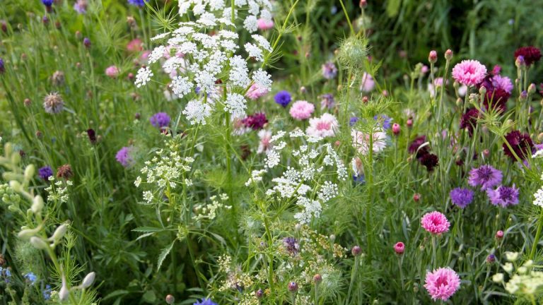 7 fleurs à planter en août – et récoltez les fruits de vos efforts avec une floraison précoce au printemps prochain 7 fleurs à planter en août – et récoltez les fruits de vos efforts avec une floraison précoce au printemps prochain