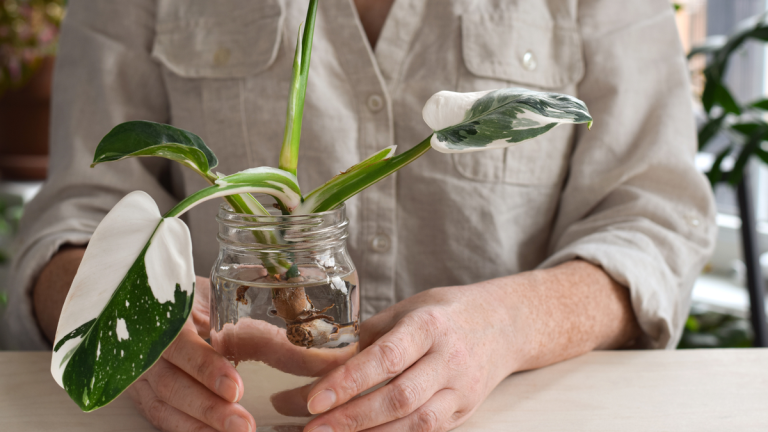 Comment multiplier le philodendron – 3 étapes faciles pour obtenir des boutures saines de cette plante de caractère Comment multiplier le philodendron – 3 étapes faciles pour obtenir des boutures saines de cette plante de caractère
