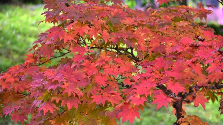 Dois-je fertiliser mon érable japonais ? Un jardinier expert révèle comment prendre soin de ces arbres impressionnants Dois-je fertiliser mon érable japonais ? Un jardinier expert révèle comment prendre soin de ces arbres impressionnants