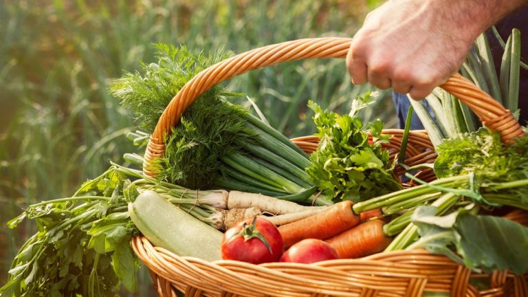7 légumes à planter en août – des options pour des récoltes et des cueillettes rapides dans les mois les plus froids à venir 7 légumes à planter en août – des options pour des récoltes et des cueillettes rapides dans les mois les plus froids à venir