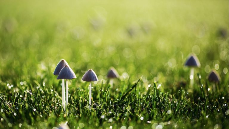 Pourquoi les champignons poussent-ils dans mon jardin ? Des experts partagent 3 raisons pour lesquelles les champignons continuent à apparaître dans votre jardin Pourquoi les champignons poussent-ils dans mon jardin ? Des experts partagent 3 raisons pour lesquelles les champignons continuent à apparaître dans votre jardin
