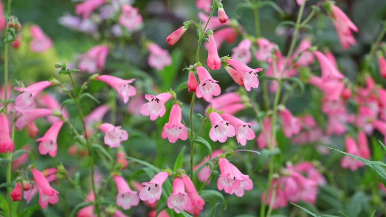 Comment enlever les fleurs fanées du penstemon – des professionnels du jardinage partagent leurs conseils pour nettoyer la langue de barbe Comment enlever les fleurs fanées du penstemon – des professionnels du jardinage partagent leurs conseils pour nettoyer la langue de barbe
