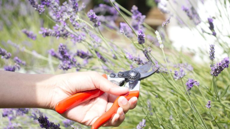 7 plantes à tailler en août pour garder votre jardin propre, bien rangé et florissant