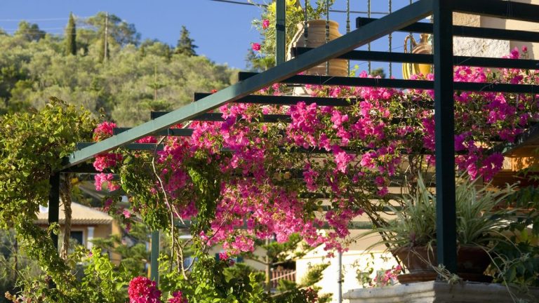 Ces plantes grimpantes à croissance rapide transformeront votre pergola en un pays des merveilles botanique romantique