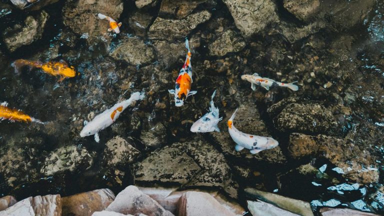 5 façons de protéger les poissons de votre étang des prédateurs sans créer de pollution visuelle 5 façons de protéger les poissons de votre étang des prédateurs sans créer de pollution visuelle