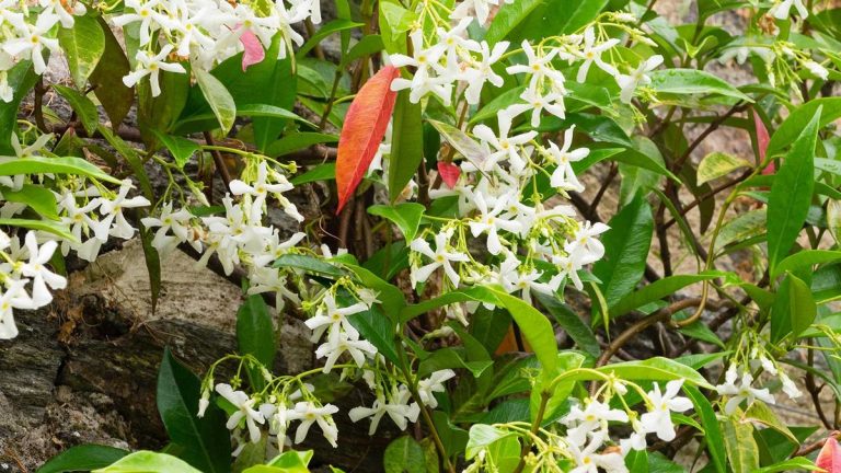 Pourquoi les feuilles de mon jasmin étoilé deviennent-elles rouges ? Les raisons possibles révélées par les experts