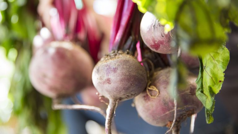Avez-vous besoin d'engrais pour vos betteraves ? Pourquoi fertiliser vos betteraves pour obtenir des récoltes plus abondantes et de meilleure qualité