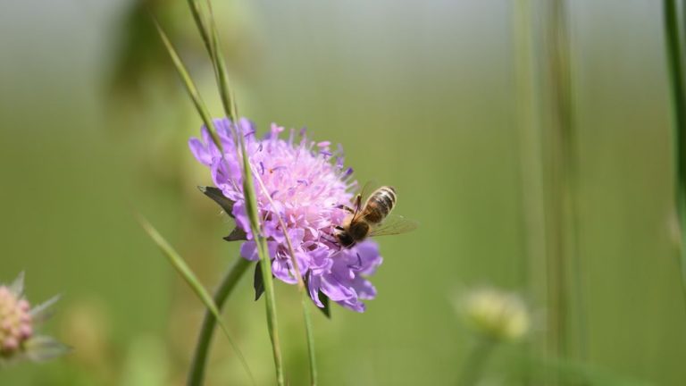 6 plantes qui poussent presque partout, même dans un sol pauvre en nutriments