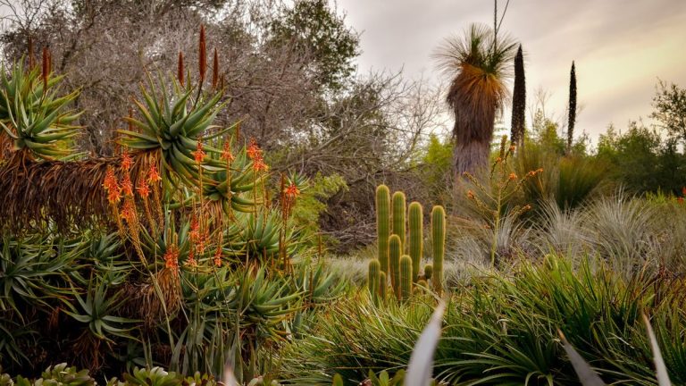 Aménagement paysager avec plantes succulentes et cactus – 8 idées étonnantes pour transformer une cour aride