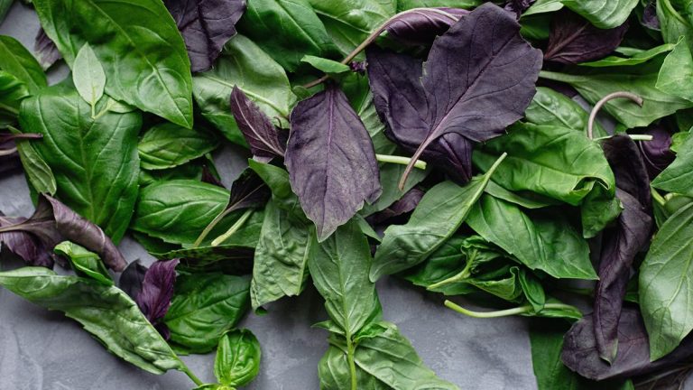 Comment sécher le basilic et conserver cette herbe aromatique et polyvalente