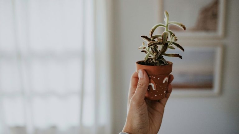 Comment peindre un pot de fleurs d’extérieur – faites durer votre travail en 3 étapes simples Comment peindre un pot de fleurs d’extérieur – faites durer votre travail en 3 étapes simples