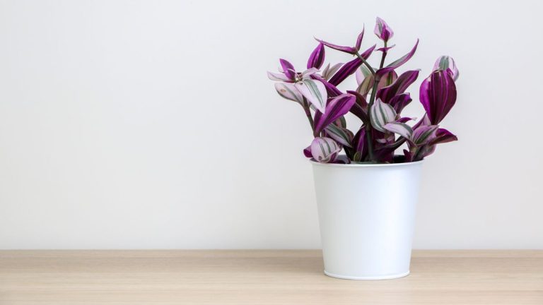 C’est la plante d’intérieur la plus facile à propager dans ma collection – et cela peut être fait en seulement 3 étapes simples C'est la plante d'intérieur la plus facile à propager dans ma collection - et cela peut être fait en seulement 3 étapes simples