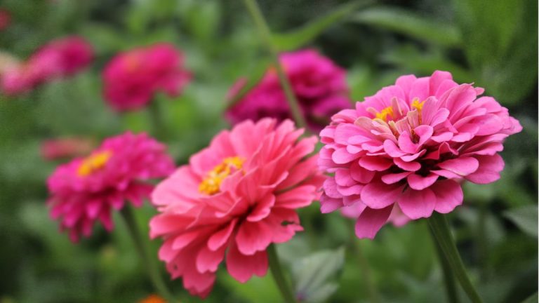 Comment multiplier les zinnias à partir de boutures – 3 étapes faciles pour obtenir des fleurs encore plus éclatantes Comment multiplier les zinnias à partir de boutures – 3 étapes faciles pour obtenir des fleurs encore plus éclatantes