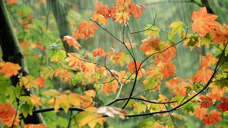 Prévisions météorologiques d’automne de l’Almanach du fermier – 5 façons de préparer votre jardin à une saison froide et humide Prévisions météorologiques d'automne de l'Almanach du fermier – 5 façons de préparer votre jardin à une saison froide et humide