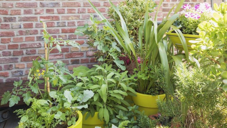 Les meilleurs légumes vivaces à cultiver en pots pour des années de récoltes dans des espaces plus petits Les meilleurs légumes vivaces à cultiver en pots pour des années de récoltes dans des espaces plus petits
