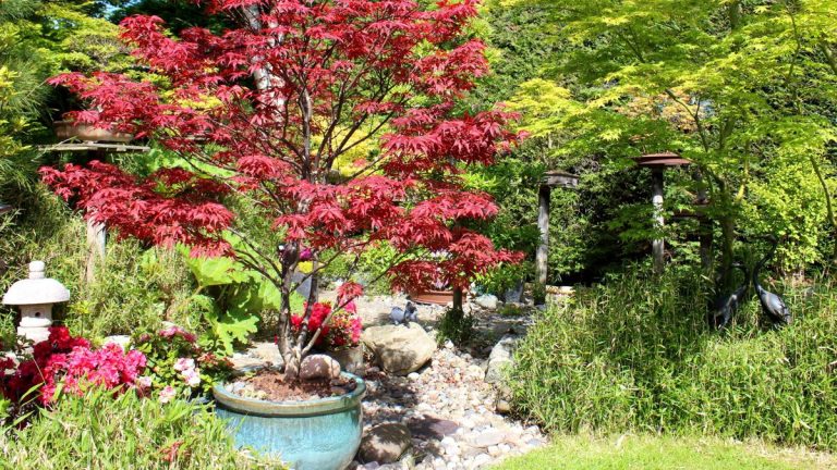 Comment faire pousser des érables japonais en pots – des arbres parfaits pour tout espace extérieur Comment faire pousser des érables japonais en pots – des arbres parfaits pour tout espace extérieur