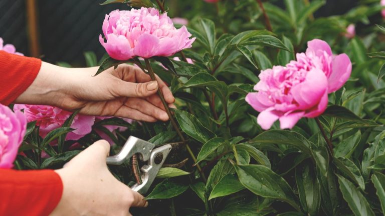 Faut-il tailler les pivoines à l'automne ? Les experts partagent leurs meilleurs conseils pour tailler au bon moment afin d'obtenir une floraison glorieuse