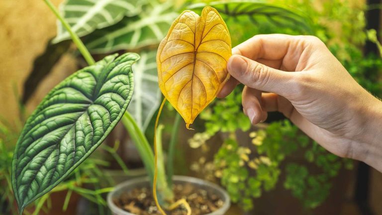 Pourquoi mon alocasia oreille d'éléphant jaunit-il ? Conseils d'expert pour l'alocasia d'intérieur