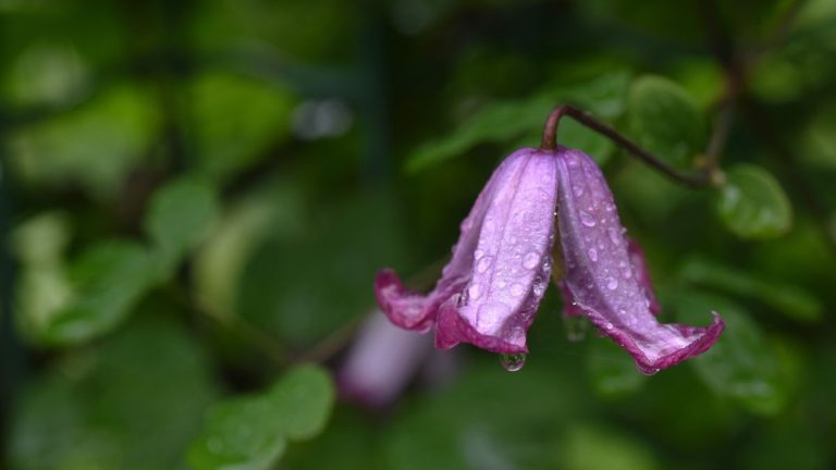 Avec des fleurs inhabituelles et extraordinaires, cette clématite indigène ajoutera une beauté subtile aux murs et aux clôtures du jardin