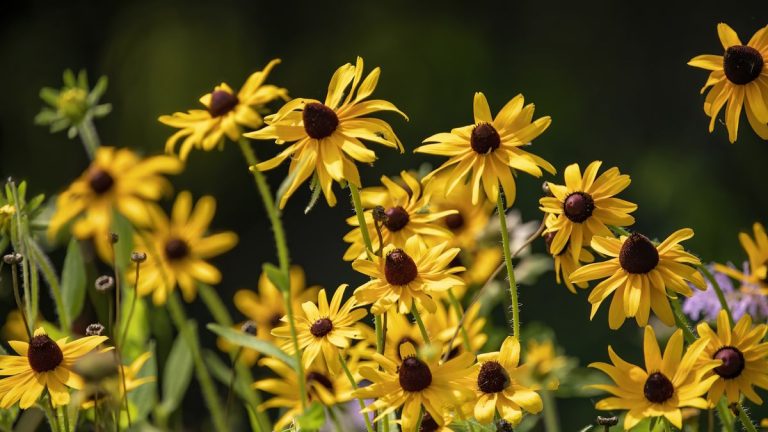 Les meilleures rudbeckias – 10 variétés annuelles et vivaces sensationnelles de cette fleur indigène populaire