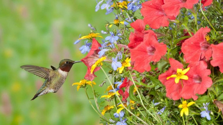 Comment créer un panier suspendu pour les colibris – pour attirer ces beautés indigènes dans votre espace extérieur