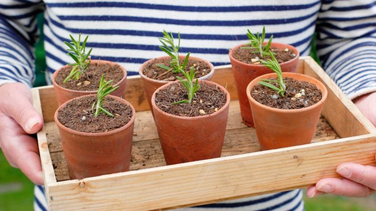 7 plantes à multiplier en août – boutures d’été à prendre ce mois-ci